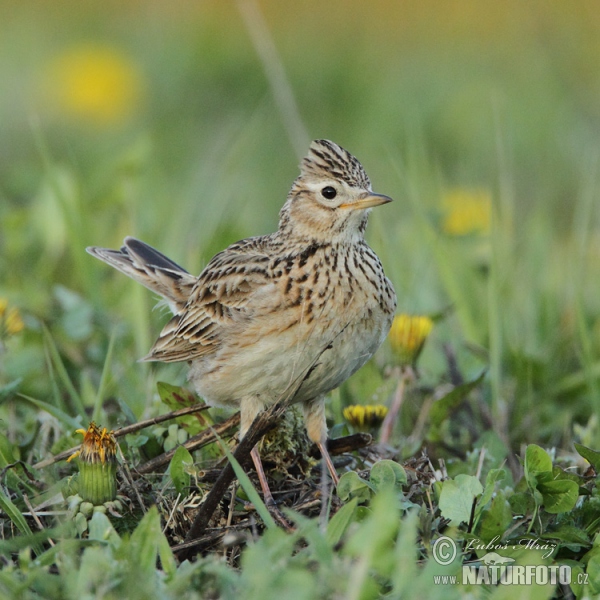 Skylark (Alauda arvensis)