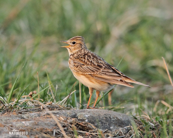 Skylark (Alauda arvensis)