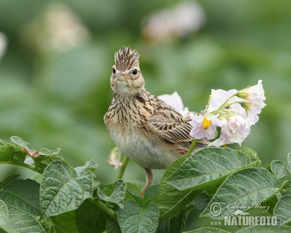 Skylark (Alauda arvensis)