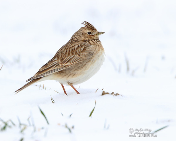 Skylark (Alauda arvensis)