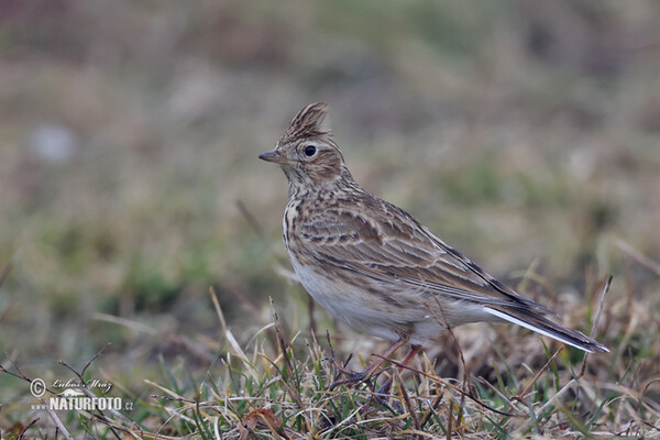 Skylark (Alauda arvensis)