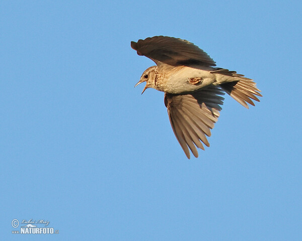 Skylark (Alauda arvensis)