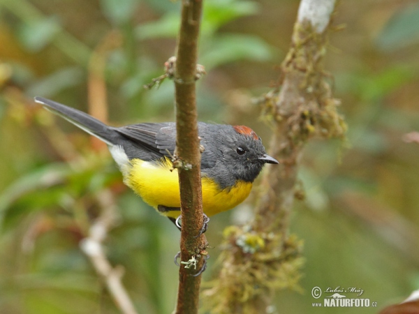 Slate-troated Redstart (Myioborus miniatus)