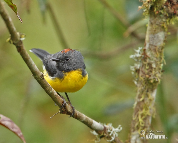 Slate-troated Redstart (Myioborus miniatus)