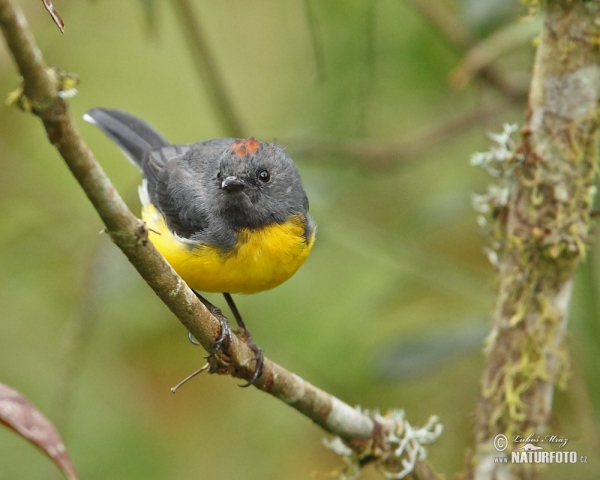 Slate-troated Redstart (Myioborus miniatus)