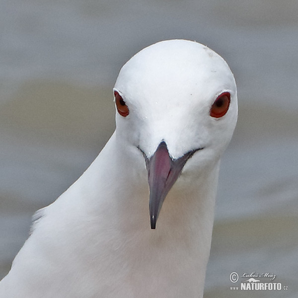 Slender-billed Gull (Chroicocephalus genei)