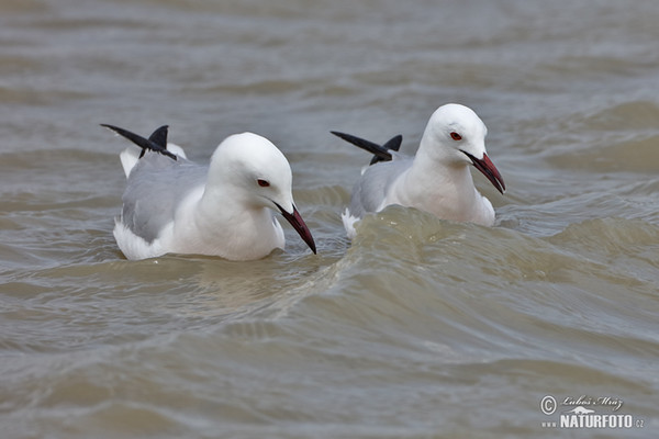 Slender-billed Gull (Chroicocephalus genei)