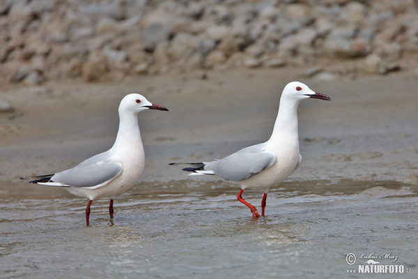 Slender-billed Gull (Chroicocephalus genei)