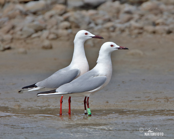 Slender-billed Gull (Chroicocephalus genei)