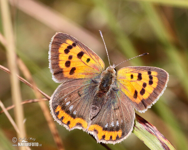 Small Cooper (Lycaena phlaeas)