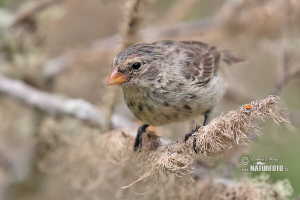 Small Ground-Finch (Geospiza fuliginosa)