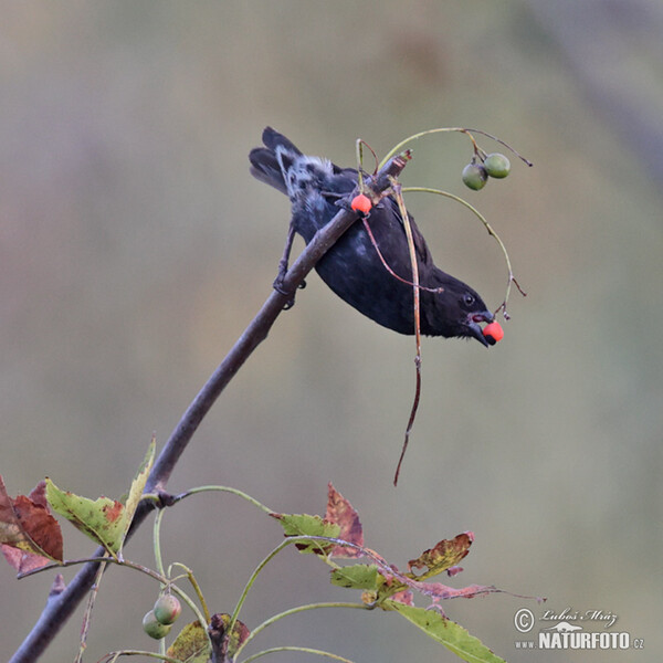 Small Ground-Finch (Geospiza fuliginosa)