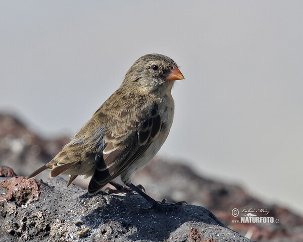 Small Ground-Finch (Geospiza fuliginosa)