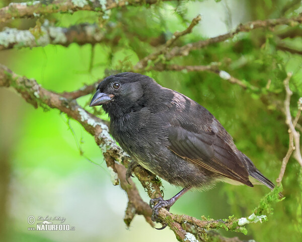 Small Ground-Finch (Geospiza fuliginosa)