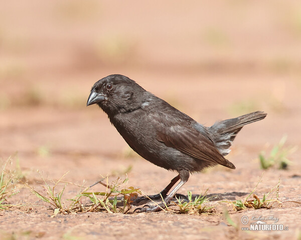 Small Ground-Finch (Geospiza fuliginosa)