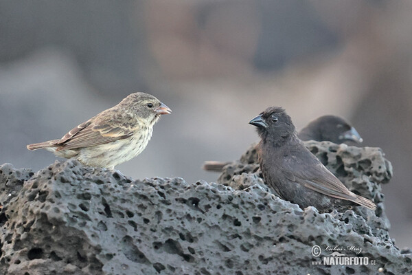 Small Ground-Finch (Geospiza fuliginosa)