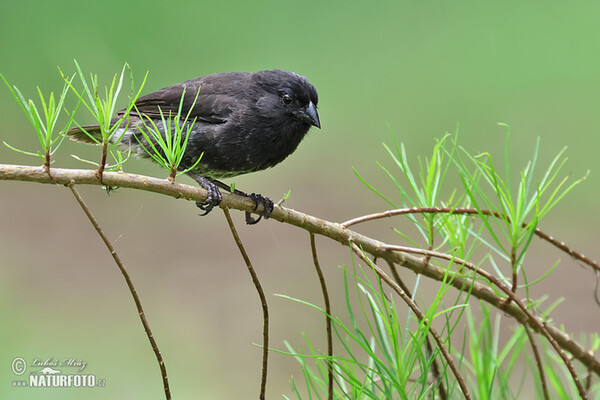 Small Ground-Finch (Geospiza fuliginosa)