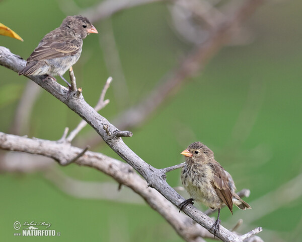 Small Ground-Finch (Geospiza fuliginosa)