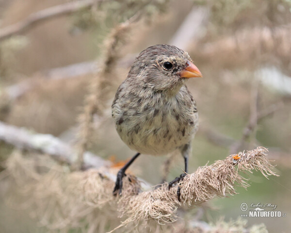 Small Ground-Finch (Geospiza fuliginosa)