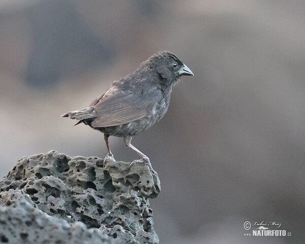 Small Ground-Finch (Geospiza fuliginosa)