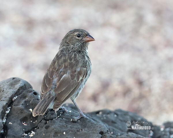 Small Ground-Finch (Geospiza fuliginosa)
