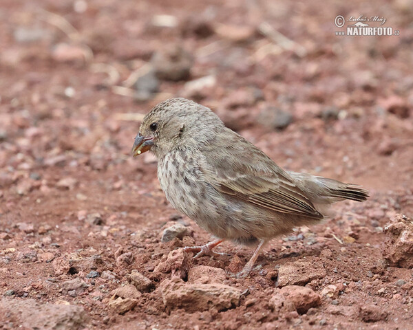 Small Ground-Finch (Geospiza fuliginosa)