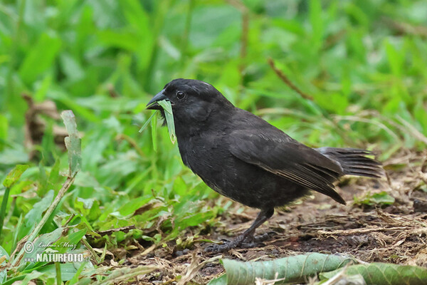 Small Ground-Finch (Geospiza fuliginosa)