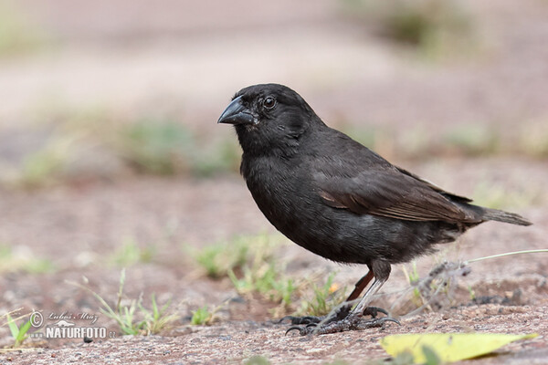 Small Ground-Finch (Geospiza fuliginosa)