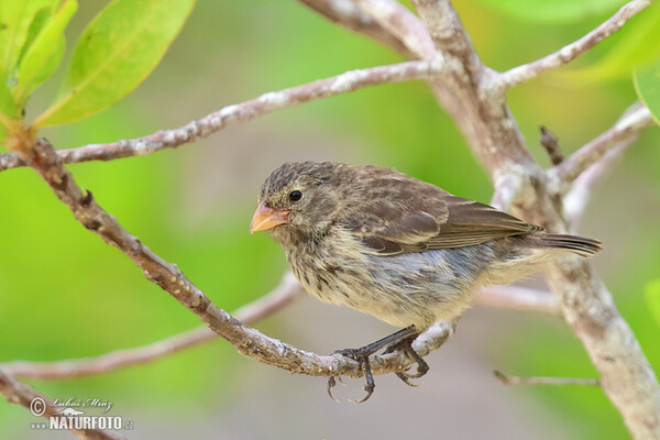 Small Ground-Finch (Geospiza fuliginosa)