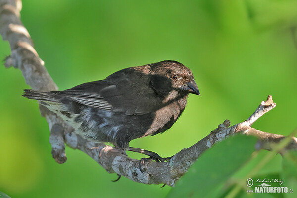 Small Ground-Finch (Geospiza fuliginosa)