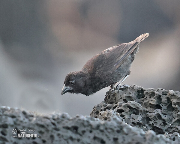 Small Ground-Finch (Geospiza fuliginosa)