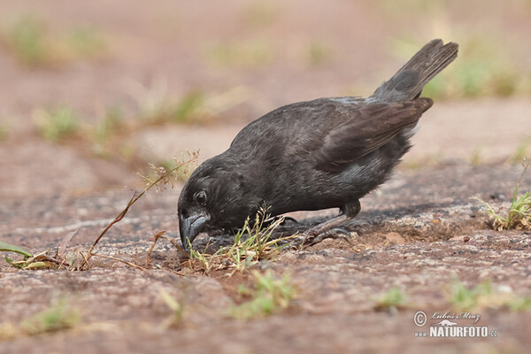 Small Ground-Finch (Geospiza fuliginosa)