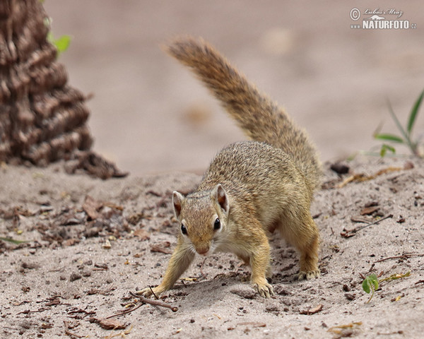 Smith´s Bush Squirrel (Paraxerus cepapi)