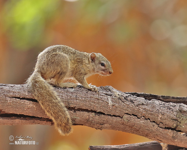 Smith´s Bush Squirrel (Paraxerus cepapi)