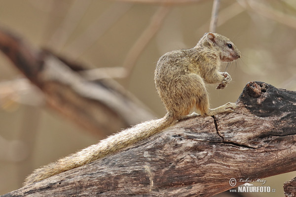 Smith´s Bush Squirrel (Paraxerus cepapi)