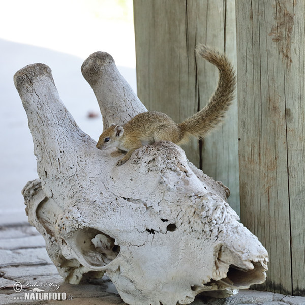Smith´s Bush Squirrel (Paraxerus cepapi)