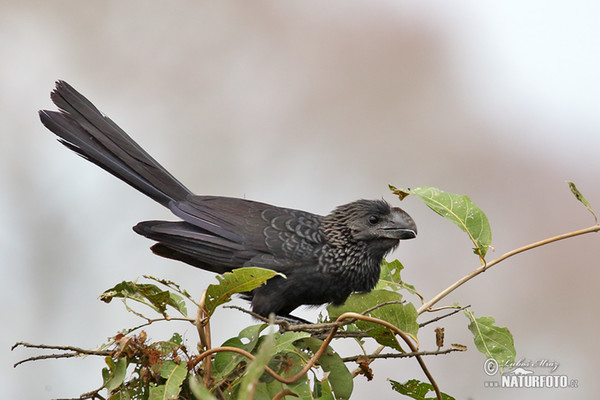 Smooth-billed Ani (Crotophaga ani)