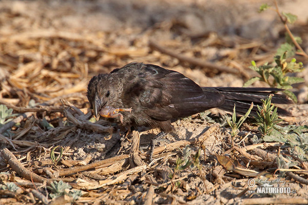 Smooth-billed Ani (Crotophaga ani)