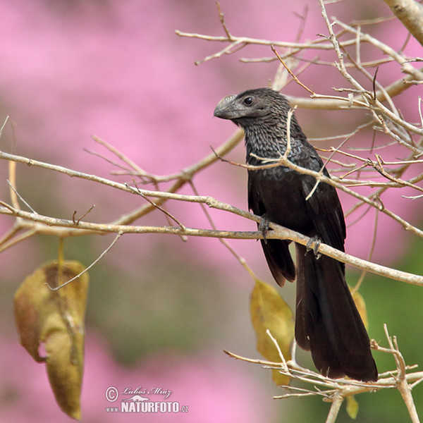 Smooth-billed Ani (Crotophaga ani)