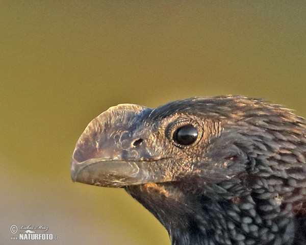 Smooth-billed Ani (Crotophaga ani)