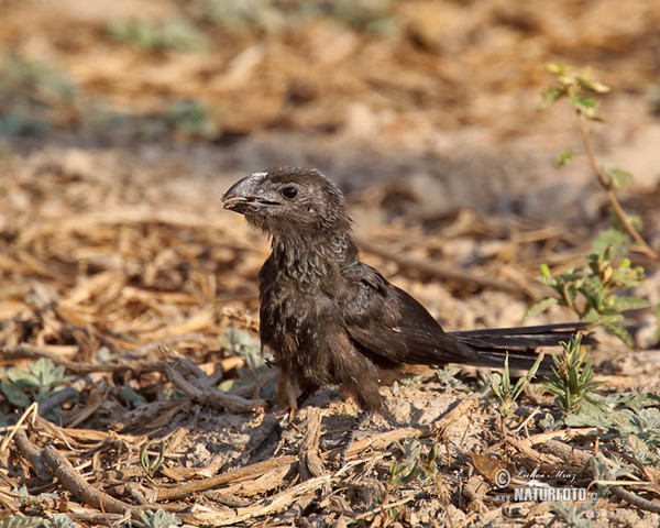 Smooth-billed Ani (Crotophaga ani)