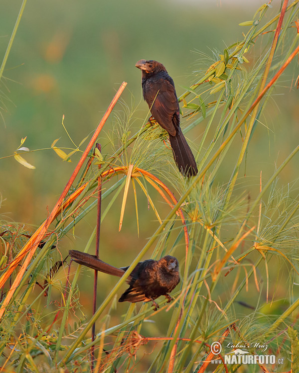 Smooth-billed Ani (Crotophaga ani)