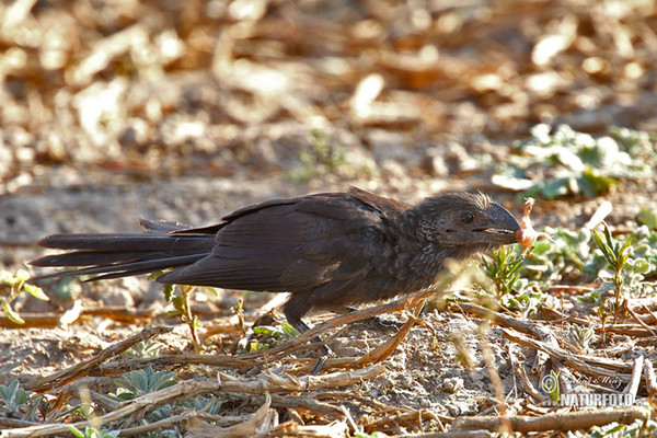 Smooth-billed Ani (Crotophaga ani)