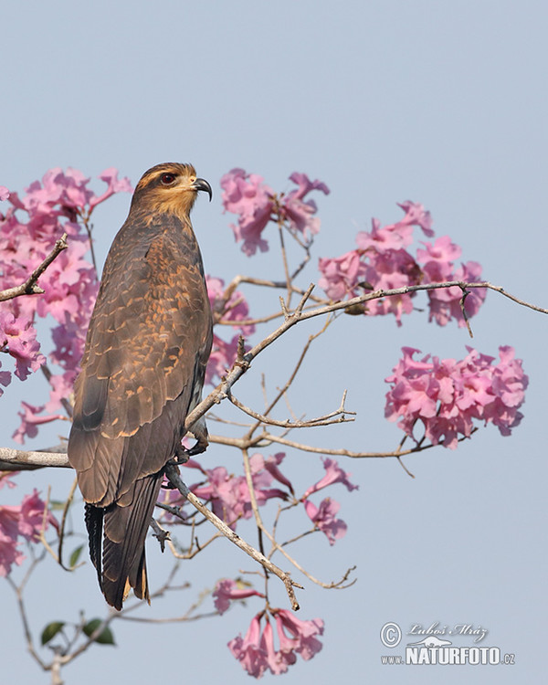 Snail Kite (Rostrhamus sociabilis)