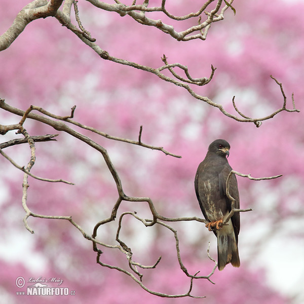 Snail Kite (Rostrhamus sociabilis)