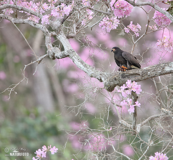 Snail Kite (Rostrhamus sociabilis)