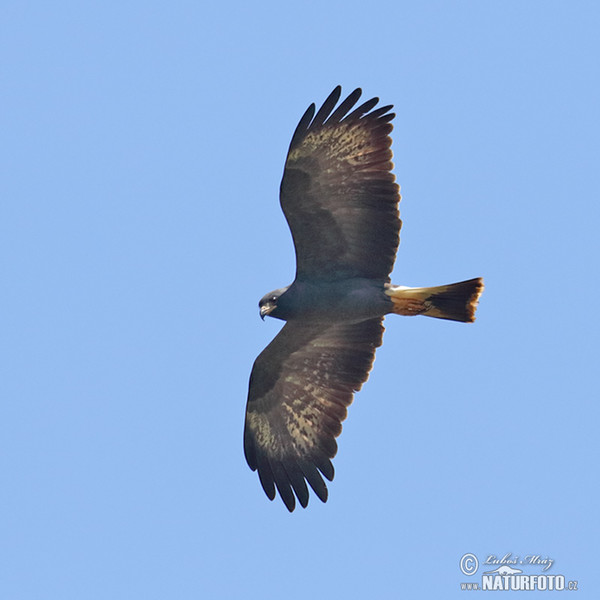 Snail Kite (Rostrhamus sociabilis)