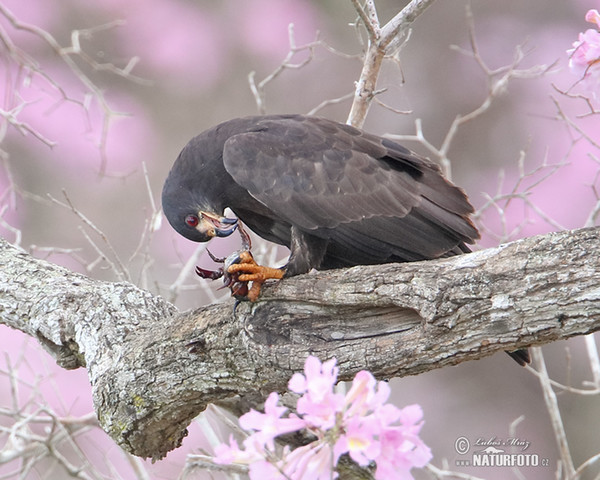 Snail Kite (Rostrhamus sociabilis)