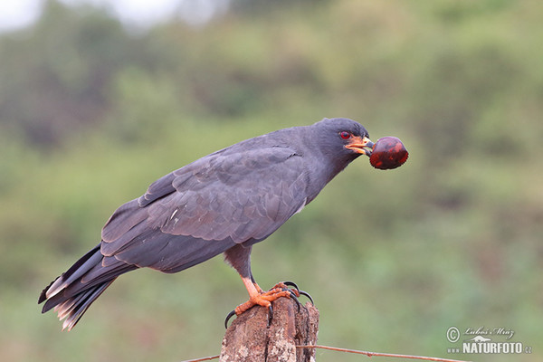 Snail Kite (Rostrhamus sociabilis)