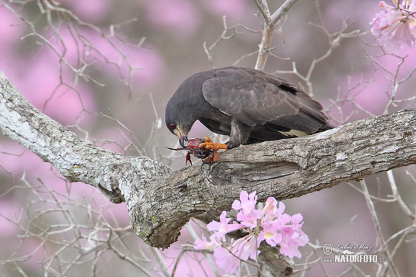 Snail Kite (Rostrhamus sociabilis)